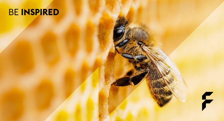 Bienenpatenschaft übernehmen mit FLYERALARM und beeswe.love